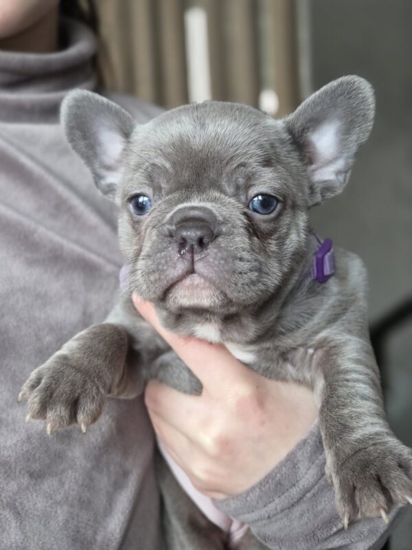 Agnes French Bulldog Agnes French Bulldog