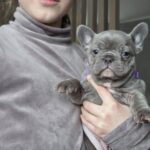 Agnes-female-french-bulldog-puppy-for-sale-1 (3)