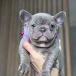 Agnes-female-french-bulldog-puppy-for-sale-1 (4)