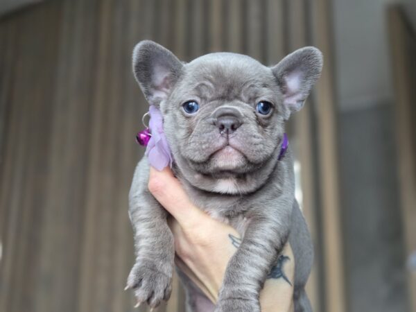 Agnes French Bulldog Agnes French Bulldog