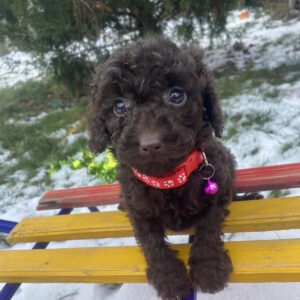 Agnes Toy Poodle Agnes Toy Poodle