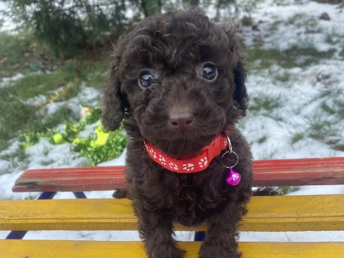 Toy Poodle Dogs and Puppies for sale
