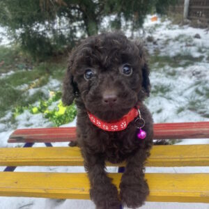 Agnes Toy Poodle Agnes Toy Poodle