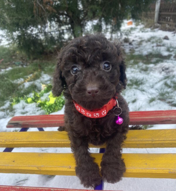 Agnes Toy Poodle Agnes Toy Poodle