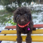 Agnes-female-toy-poodle-puppy-for-sale-1 (3)