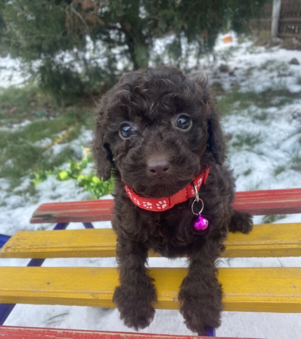Agnes Toy Poodle Agnes Toy Poodle