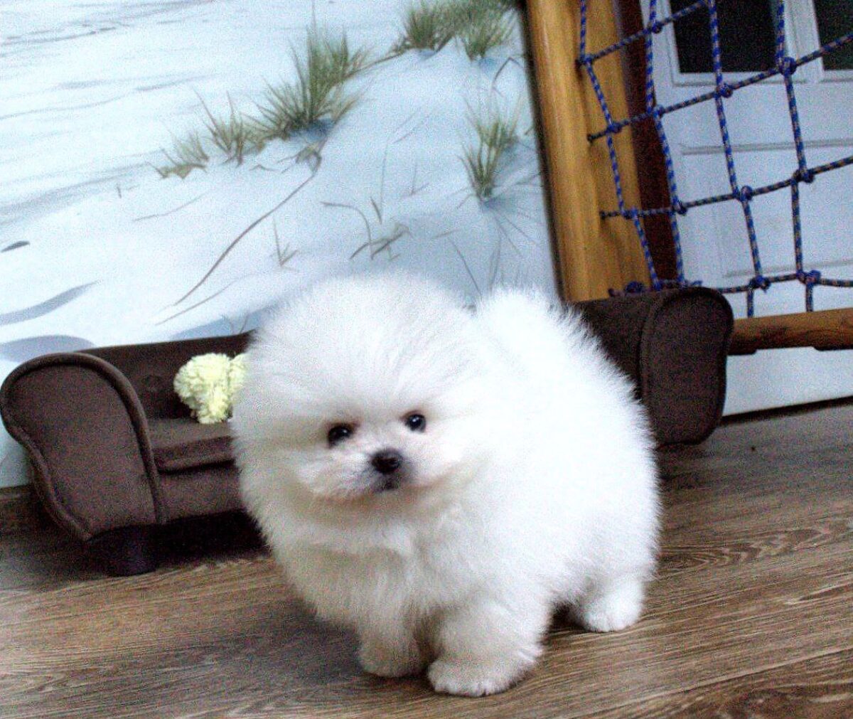 Pomeranian Puppies for sale, image size:1200x1011