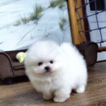 Akira-female-Pomeranian puppy-for-sale-1