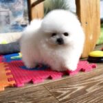 Akira-female-Pomeranian puppy-for-sale-2