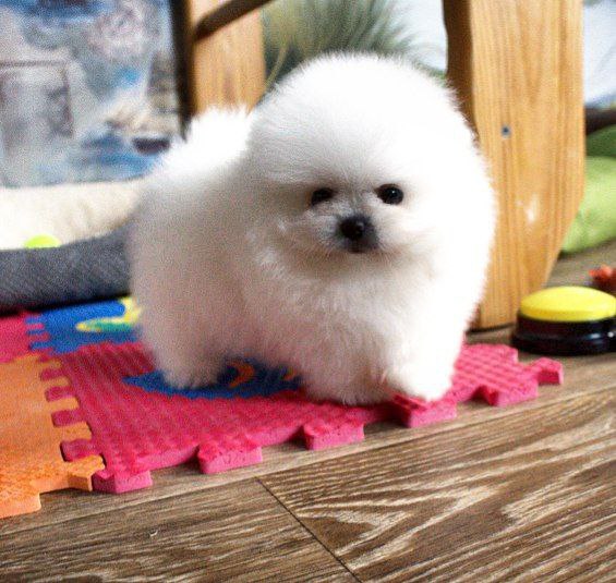 Akira Pomeranian Akira Pomeranian