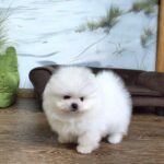 Akira-female-Pomeranian puppy-for-sale-3