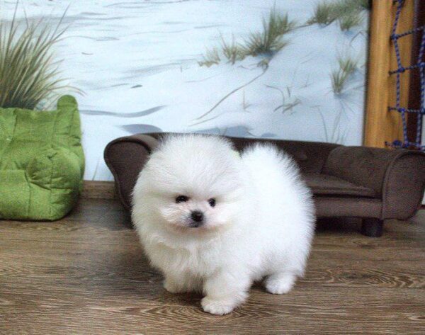 Akira Pomeranian Akira Pomeranian