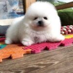 Akira-female-Pomeranian puppy-for-sale-4