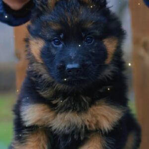 Aladdin German Shepherd Aladdin German Shepherd