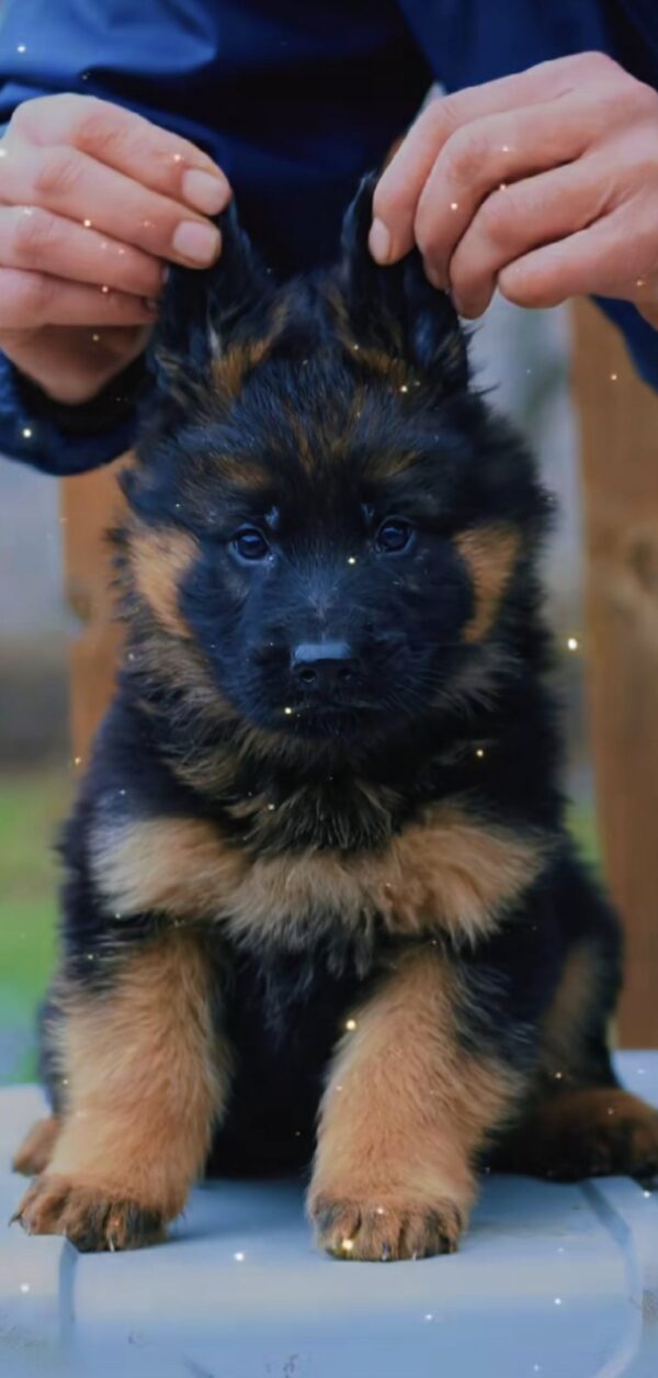 Aladdin German Shepherd Aladdin German Shepherd
