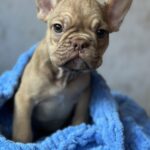 Albus-male-french-bulldog-puppy-for-sale-1 (1)