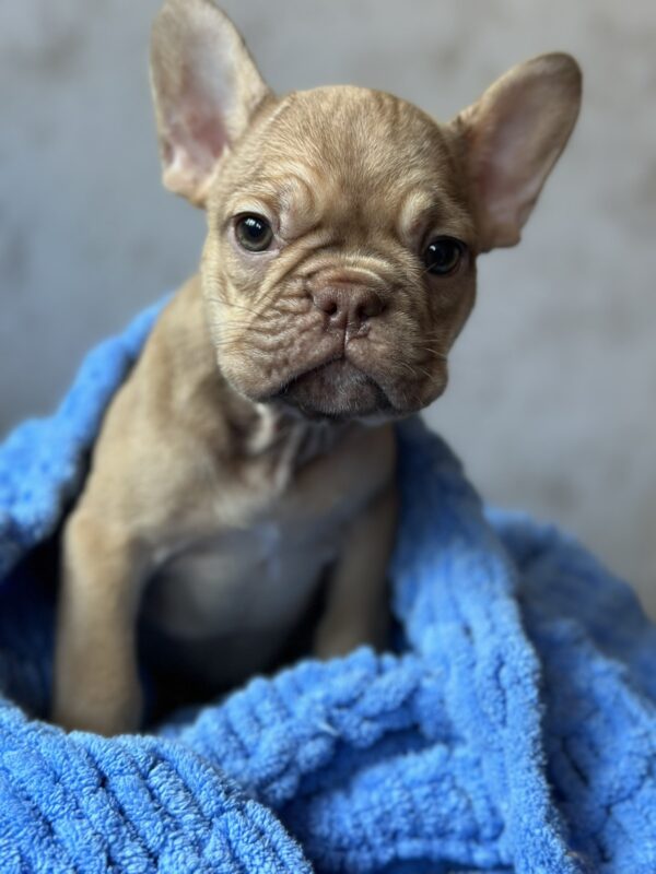 Albus French Bulldog Albus French Bulldog