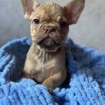 Albus-male-french-bulldog-puppy-for-sale-1 (2)