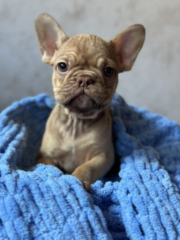 Albus French Bulldog Albus French Bulldog