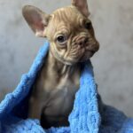 Albus-male-french-bulldog-puppy-for-sale-1 (3)