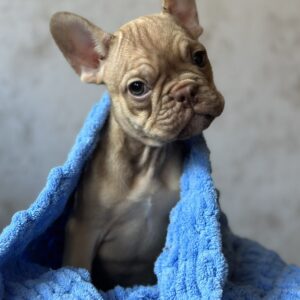 Albus French Bulldog