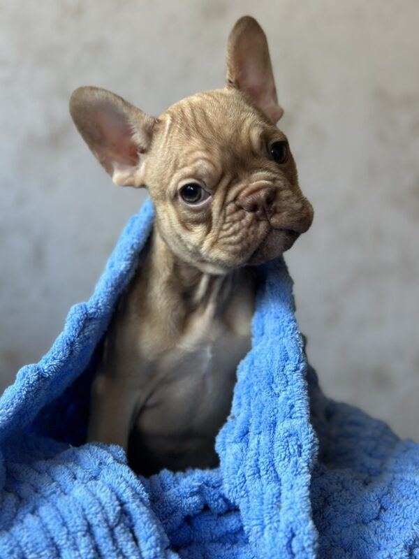 Albus French Bulldog Albus French Bulldog