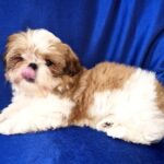Aleanto-male-Shih-Tzu-puppy-for-sale-1