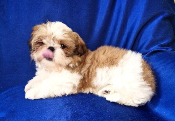 Aleanto Shih Tzu Aleanto Shih Tzu