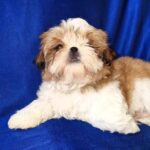 Aleanto-male-Shih-Tzu-puppy-for-sale-2