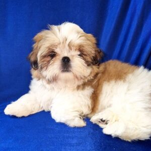 Aleanto Shih Tzu Aleanto Shih Tzu