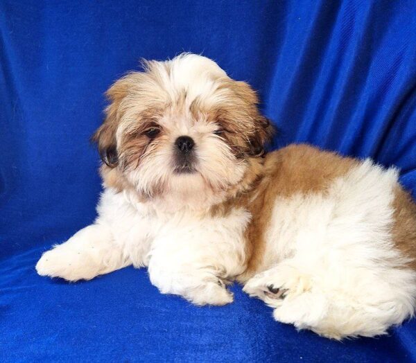 Aleanto Shih Tzu Aleanto Shih Tzu