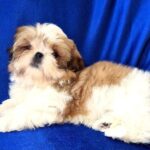 Aleanto-male-Shih-Tzu-puppy-for-sale-4
