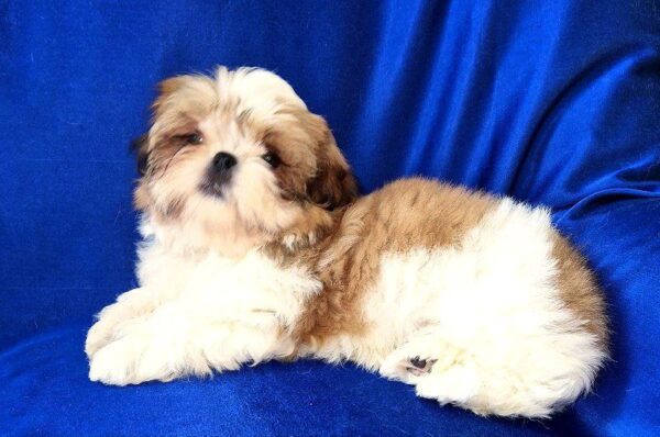 Aleanto Shih Tzu Aleanto Shih Tzu