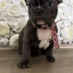 Aleas-male-French-Bulldog-puppy-for-sale-1
