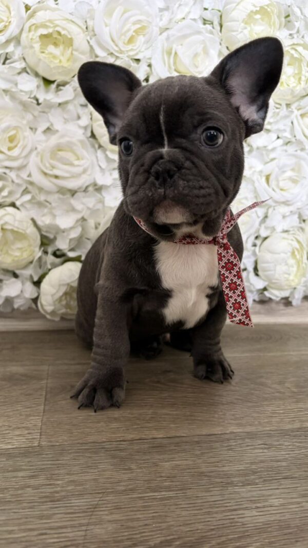 Aleas French Bulldog Aleas French Bulldog