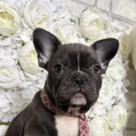 Aleas-male-French-Bulldog-puppy-for-sale-2