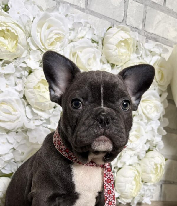 Aleas French Bulldog Aleas French Bulldog