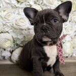 Aleas-male-French-Bulldog-puppy-for-sale-3