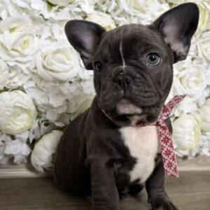 Aleas French Bulldog Aleas French Bulldog