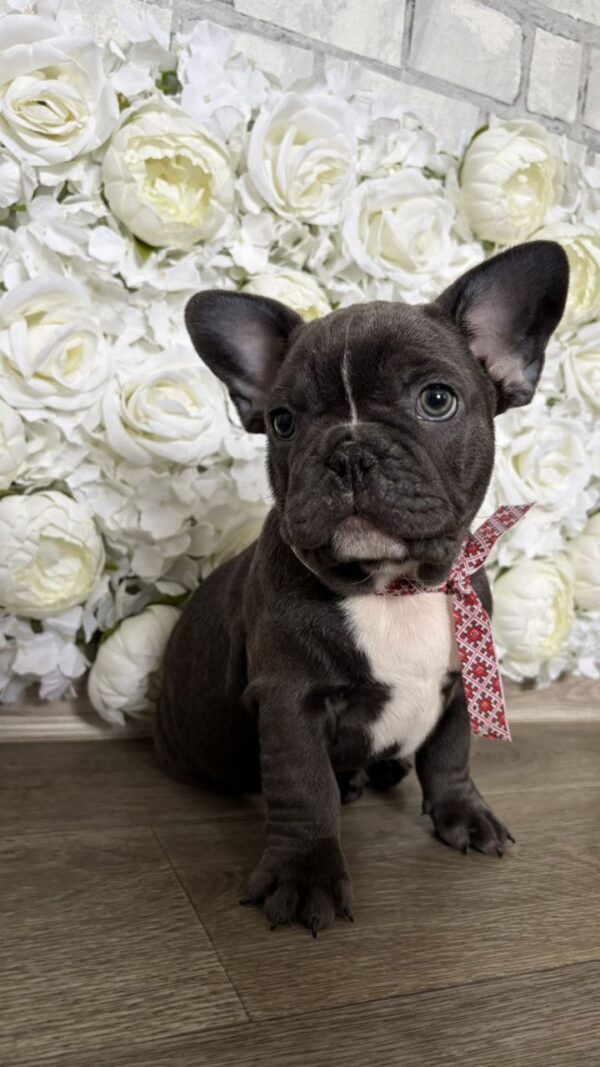 Aleas French Bulldog Aleas French Bulldog