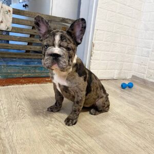 Alexa Big Rope French Bulldog Alexa Big Rope French Bulldog