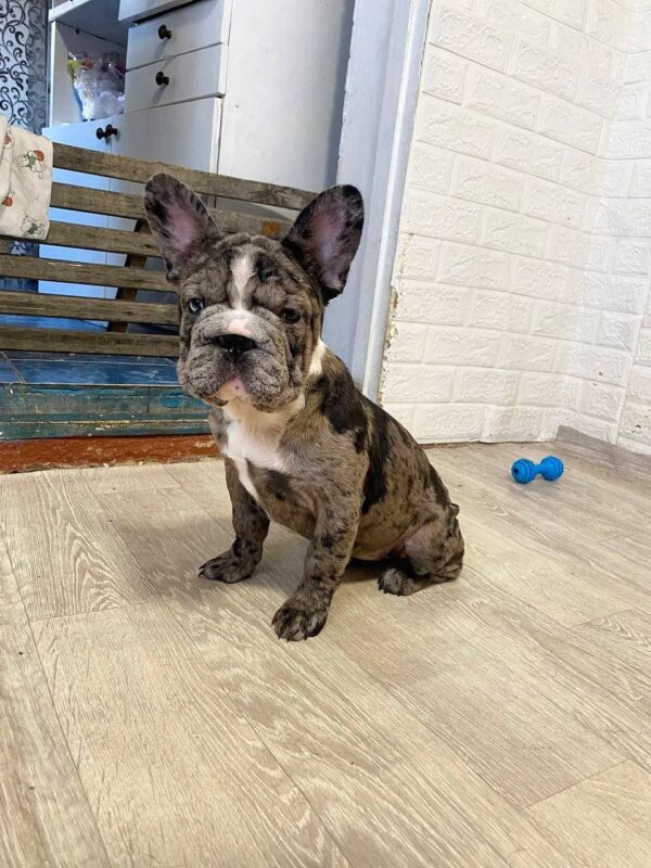 Alexa Big Rope French Bulldog Alexa Big Rope French Bulldog