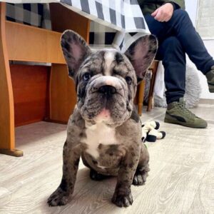 Alexa Big Rope French Bulldog Alexa Big Rope French Bulldog