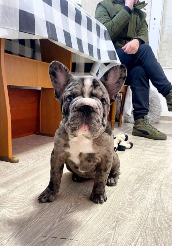 Alexa Big Rope French Bulldog Alexa Big Rope French Bulldog