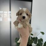 Alpha-male-maltipoo-for-sale-1 (1)