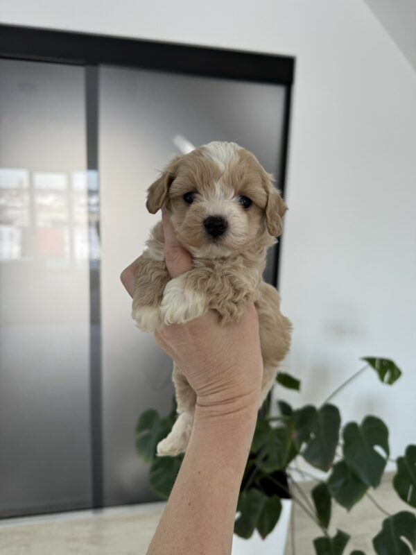 Alpha Maltipoo Alpha Maltipoo