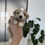 Alpha-male-maltipoo-for-sale-1 (2)