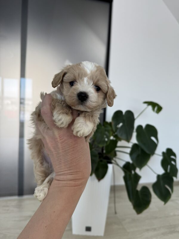 Alpha Maltipoo Alpha Maltipoo