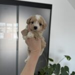Alpha-male-maltipoo-for-sale-1 (3)