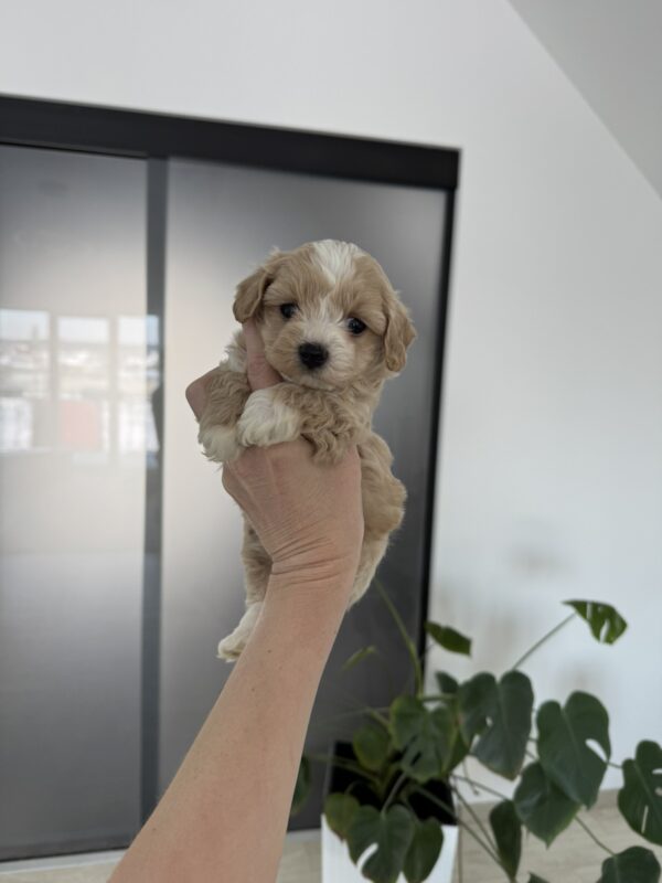 Alpha Maltipoo Alpha Maltipoo